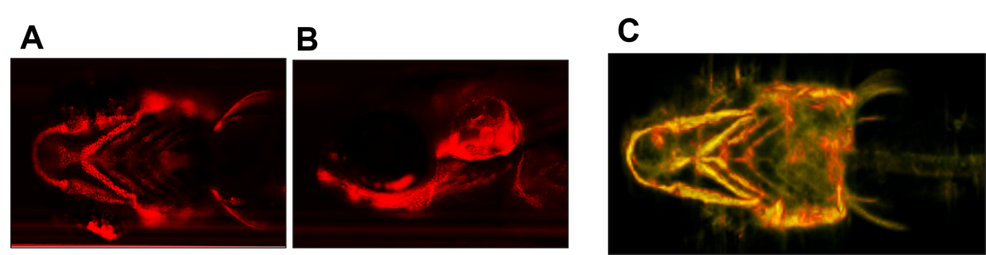  A) Ventral view. B) Lateral view. C) 3D tomography of the same fish by VASTomography software.